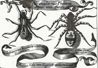 Sixteenth century etching of two spiders