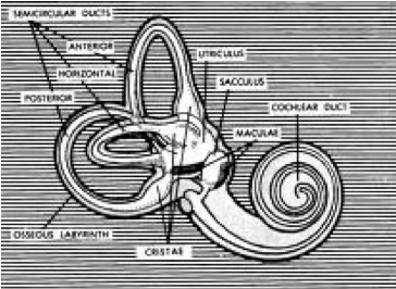 Cocholea of the human ear