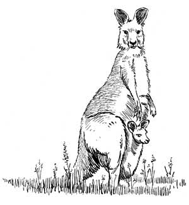 Kangaroo