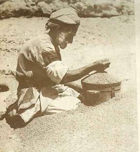 Old man pouring grain into a bucket by hand