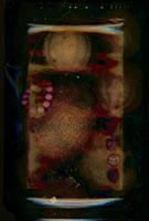 Tarantella Oranges Altered Photograph